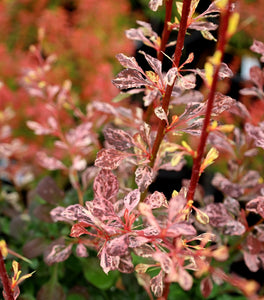 Rose Glow Barberry