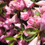 Looking down on Azalea Rosebud and its gorgeous color