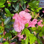 closer look on lighter pink rosebud azaleas