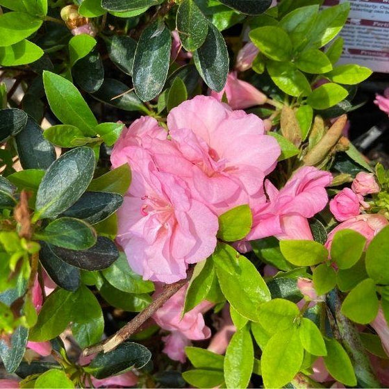 closer look on lighter pink rosebud azaleas