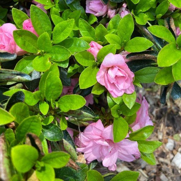 Rosebud Azalea