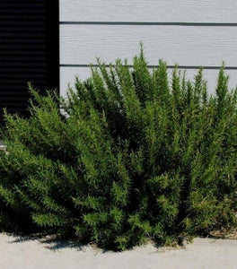 Rosemary Arp