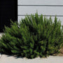 rosemary arp perennial in a border garden
