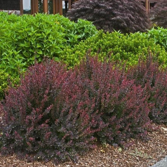 Royal Burgundy Barberry Shrubs planted en mass