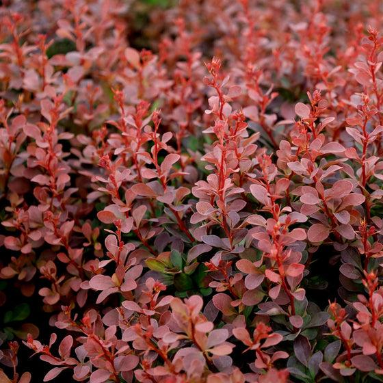 upright growth of beautiful Royal Burgundy Barberry.