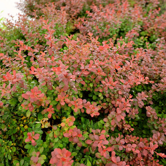 new growth on royal burgundy barberry