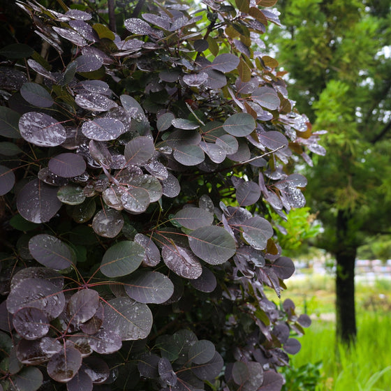 unique foliage on purple smoke tree