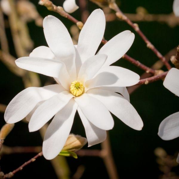 Royal Star Magnolia for Sale Garden Goods Direct