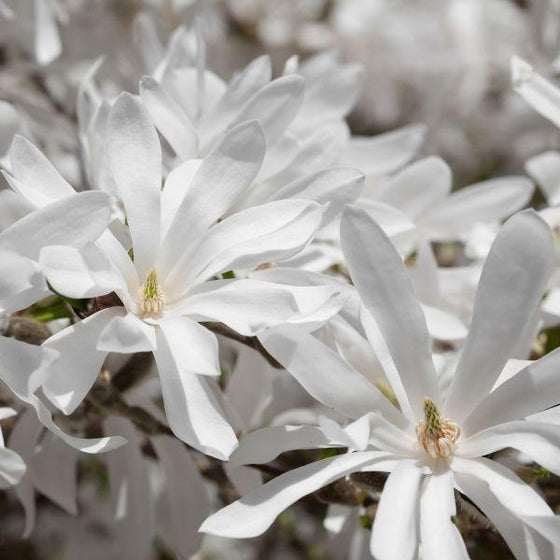 flowers of Royal Star Magnolia appear even before the leaves