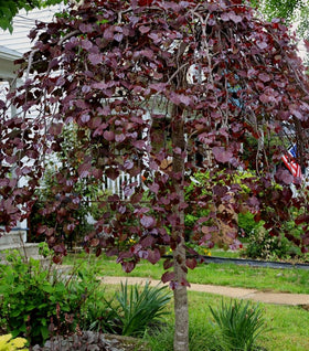 Ruby Falls Redbud