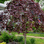 ruby falls redbud in the landscape