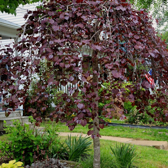 ruby falls redbud in the landscape