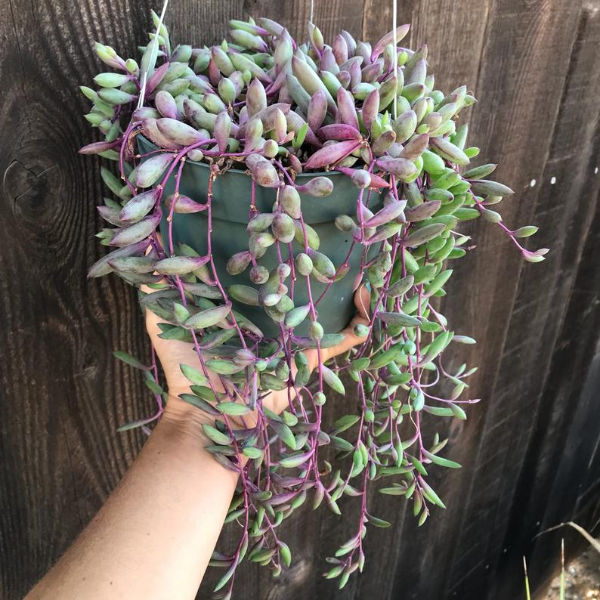 ruby necklace succulent plant Ruby Necklace Plant