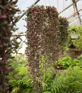 Ruby Necklace Plant