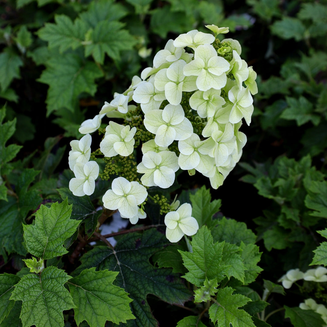 Ruby slippers hydrangea discount deer