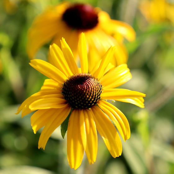 Rudbeckia 'American Gold Rush has large yellow coneflowers