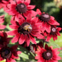 red flowers and dark centers on rudbeckia cherry brandy with a bumble bee on a flower
