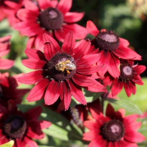 red flowers and dark centers on rudbeckia cherry brandy with a bumble bee on a flower