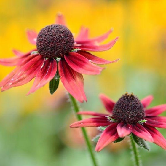 Rudbeckia cherry brandy flower close up with blurred green and yellow flower background