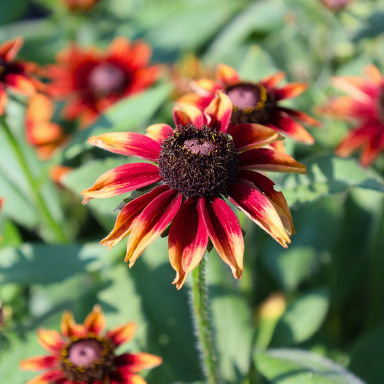 close up of Rudbeckia flower with red petals and dark center with blurred green background