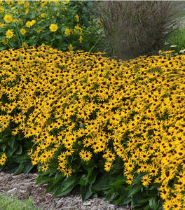 Rudbeckia Little GoldStar