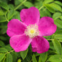 cut flower garden rose shrub
