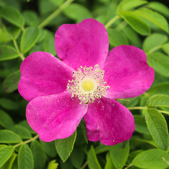 cut flower garden rose shrub