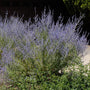 Russian Sage Perovskia