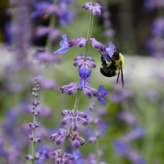 bumble bee on russian sage plant