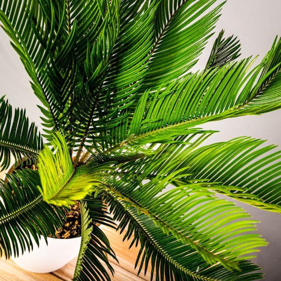 Sago Palm Plant hardy stiff green foliage
