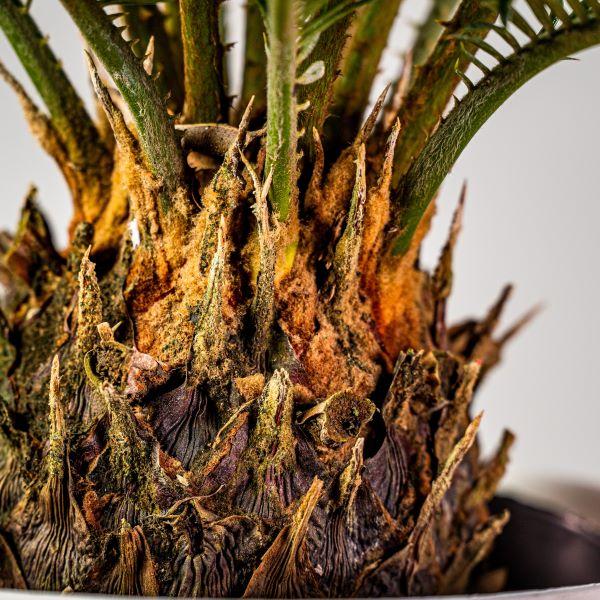 sago palm plant food Sago Palm - Live Plant in a 6 Inch Pot - Cycas Revoluta