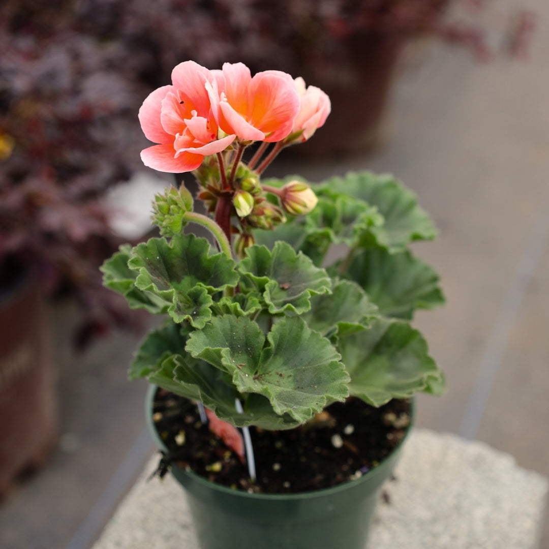 salmon geranium seeds Salmon Geraniums