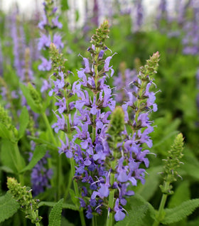 Salvia Blue Hill