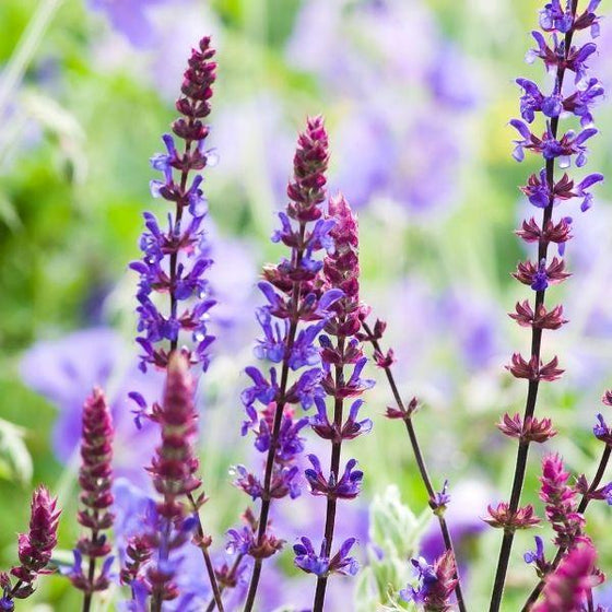 close look at dark lavender purple on the salvia caradonna
