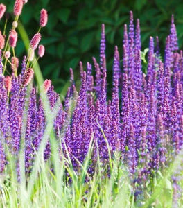 Salvia Caradonna