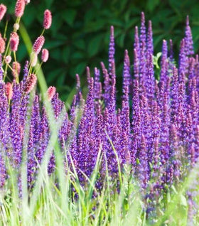 Salvia Caradonna