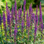 salvia caradonna comes with dark purple stems as well as its flowers