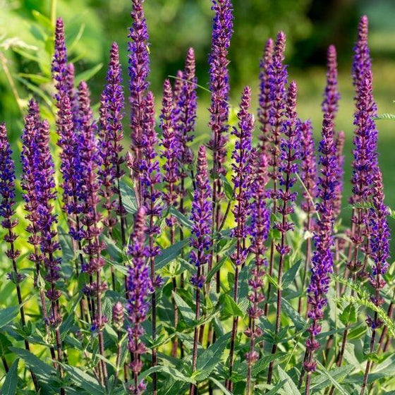 salvia caradonna comes with dark purple stems as well as its flowers