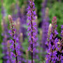 vibrant purple salvia perennial