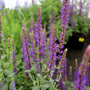 close up of salvia cardonna in bloom