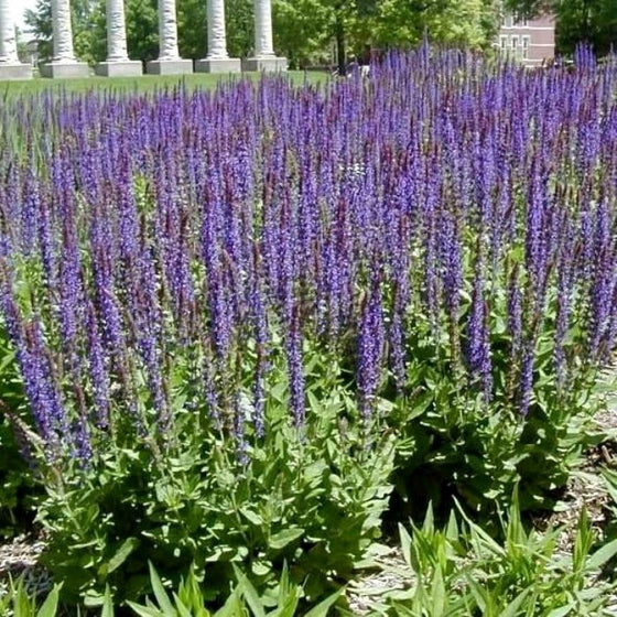 very gorgeous violet color appear on the east friesland salvia with a lighter purple stem