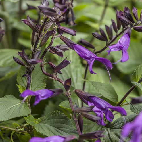 Salvia Rockin Deep Purple for Sale | Garden Goods Direct