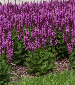 Salvia Rose Marvel