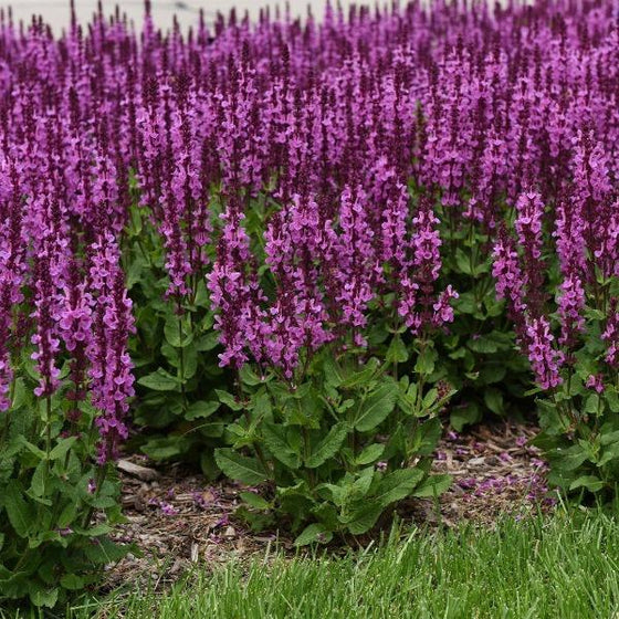 Salvia rose marvel planted in mass in a garden