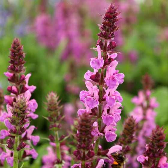 beautiful pink pollinator plant salvia rose