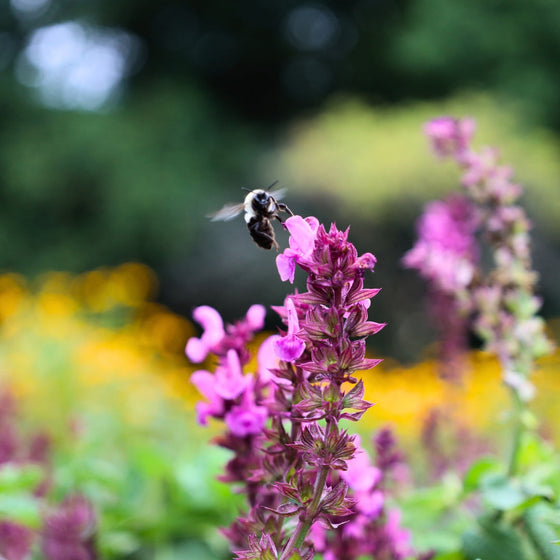 pollinator bee enjoying salvia plant