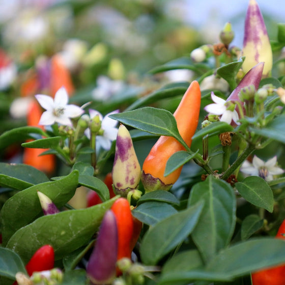sangria ornamental peppers