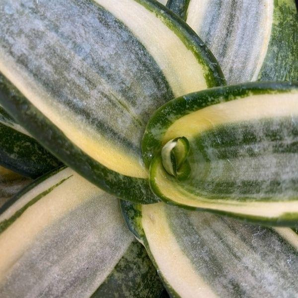 Sansevieria Hahnii Snake Plants for Sale