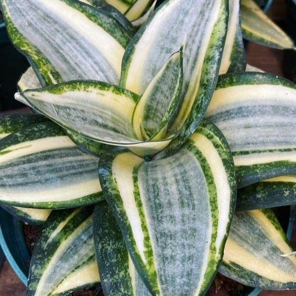 Sansevieria Hahnii Snake Plants for Sale