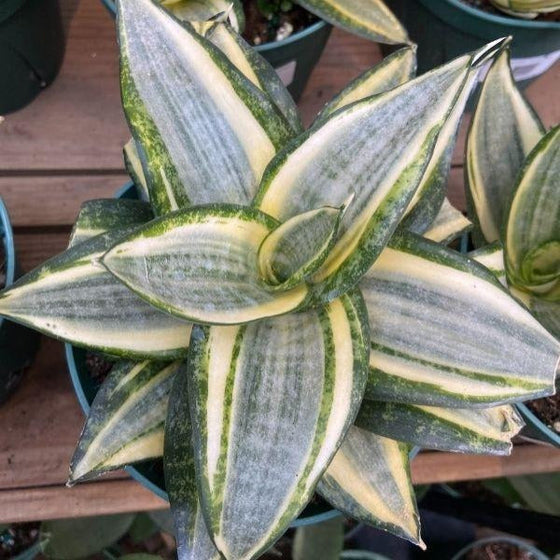 sansevieria black and gold hahnii plant with yellow and green foliage
